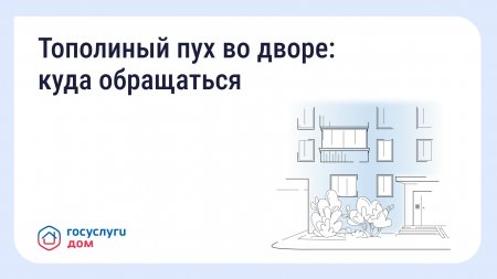 Тополиный пух во дворе: куда обращаться